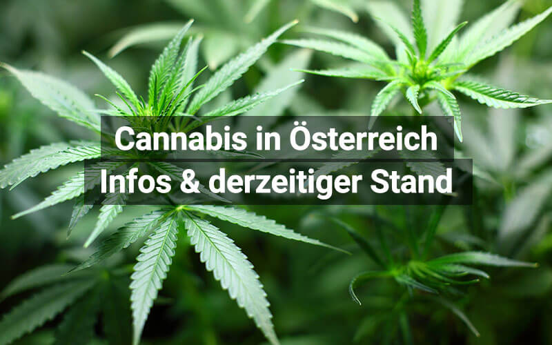 Cannabis als Medizin in Österreich