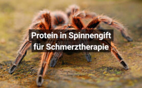 Spinnengift Schmerztherapie