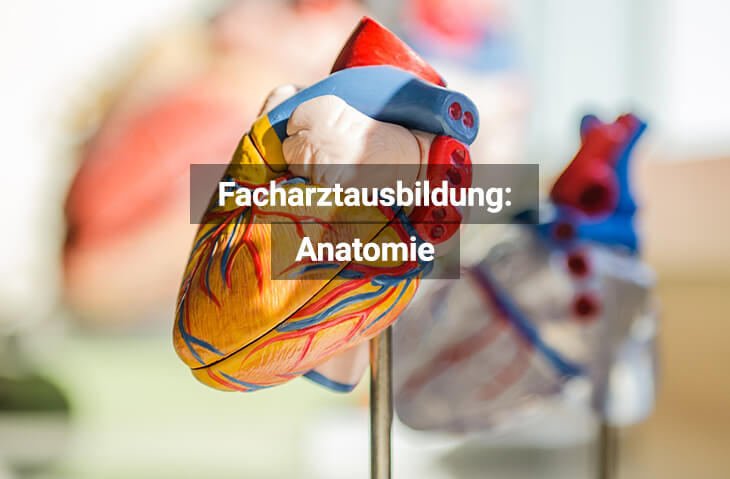 Facharztausbildung Anatomie