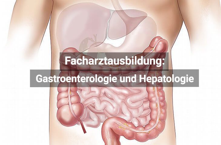Facharztausbildung Gastroenterologie Und Hepatologie