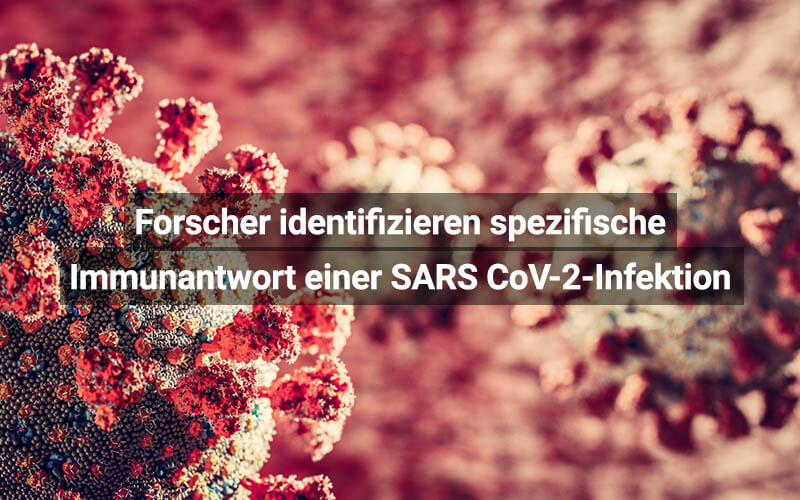 Forscher identifizieren spezifische Immunantwort in der Frühphase einer SARS CoV-2-Infektion