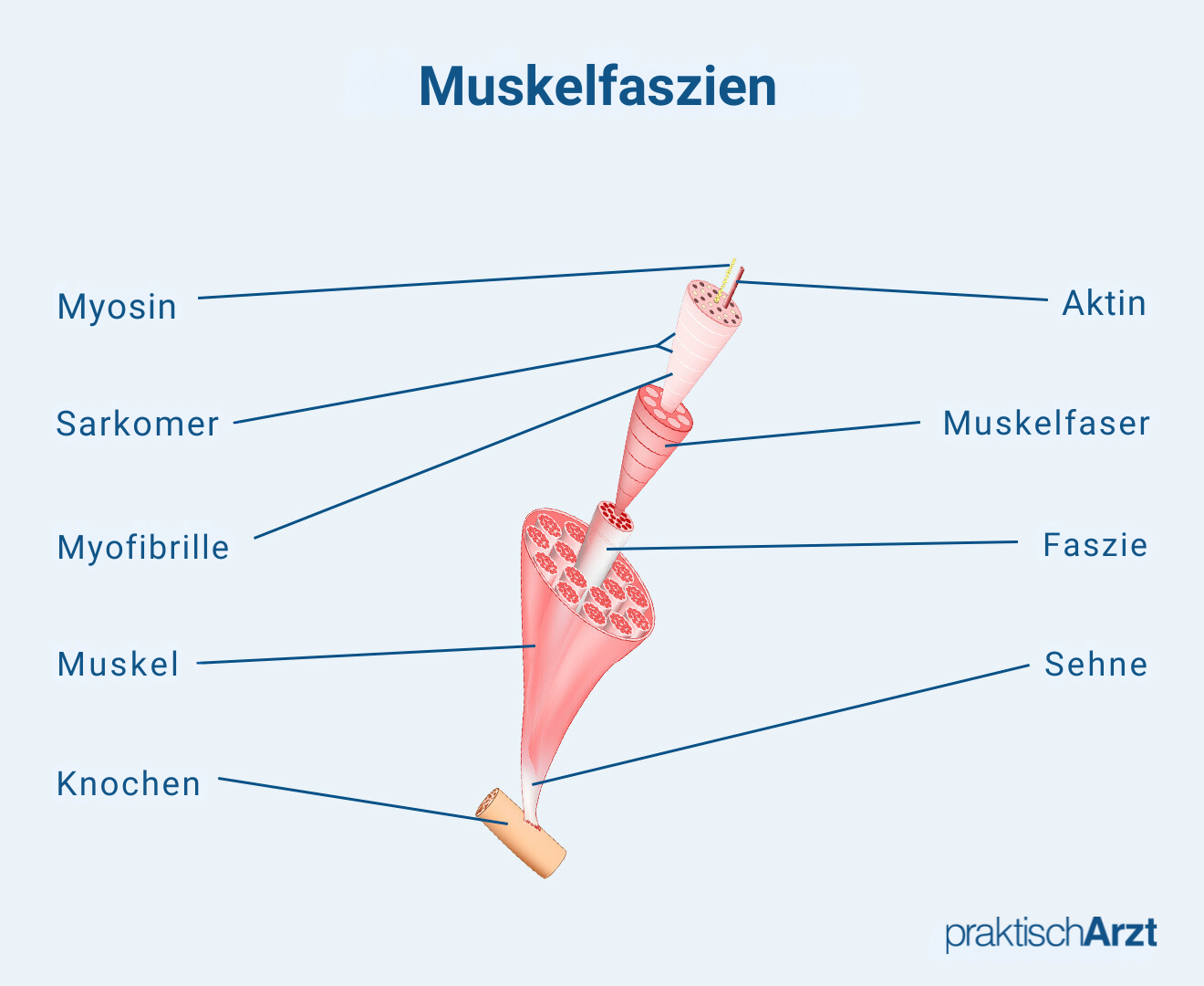 Muskelfaszien