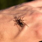 Spinnenbiss Erkennen Und Behandeln