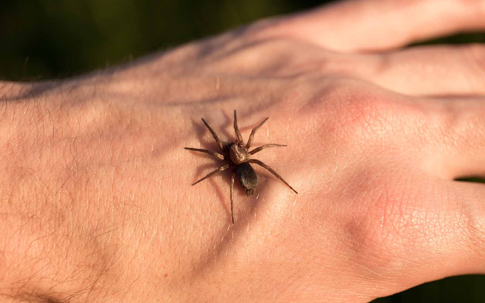 Spinnenbiss erkennen und behandeln